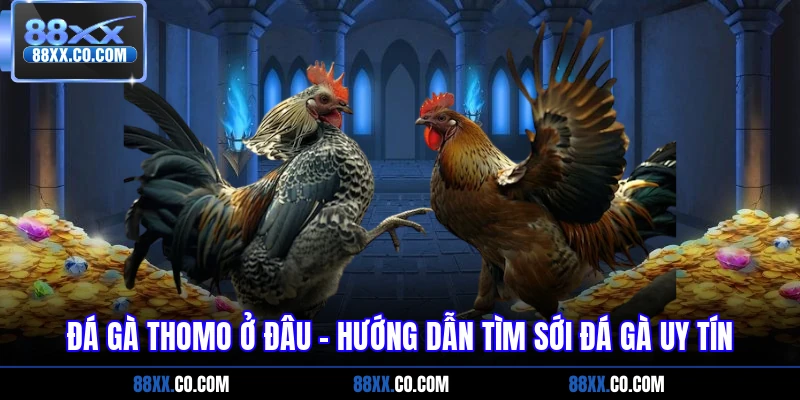 đá gà thomo ở đâu